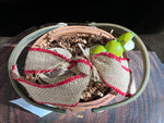 Load image into Gallery viewer, An Apple A Day Gift Basket
