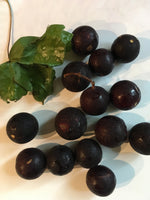 Load image into Gallery viewer, Wild Muscadine
